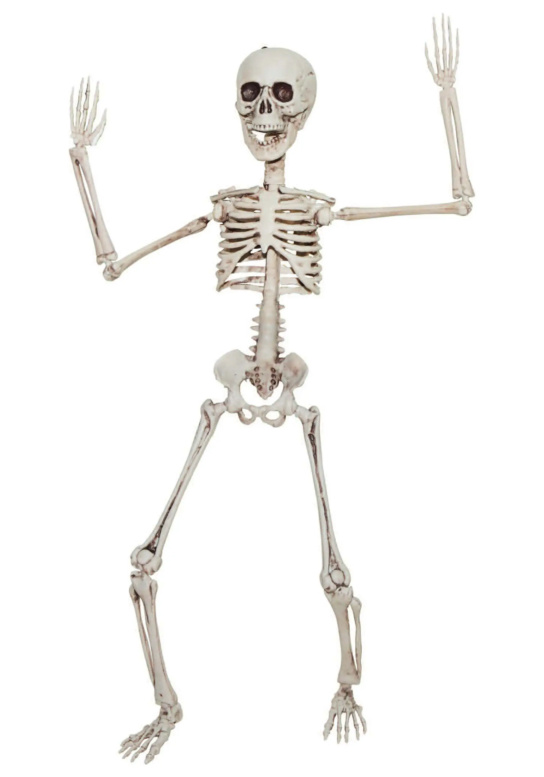 20" Poseable Skeleton 1 20" Poseable Skeleton