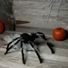 Giant Jumping 36" Spider