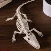 Baby Alligator Skeleton Decoration