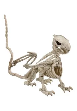 5 And A Half Inch Griffin Skeleton