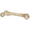 9-inch Big Bone Decoration