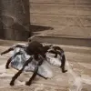 Brown Jumping Animated Spider