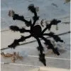 Black 20 Inch Poseable Spider