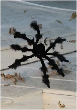 Black 20 Inch Poseable Spider