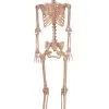 Metal Stand For Lifesize Skeletons