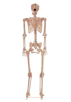Metal Stand For Lifesize Skeletons